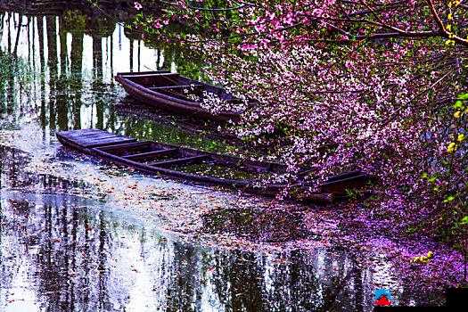 桃花流水芳草萋萋的诗意美景