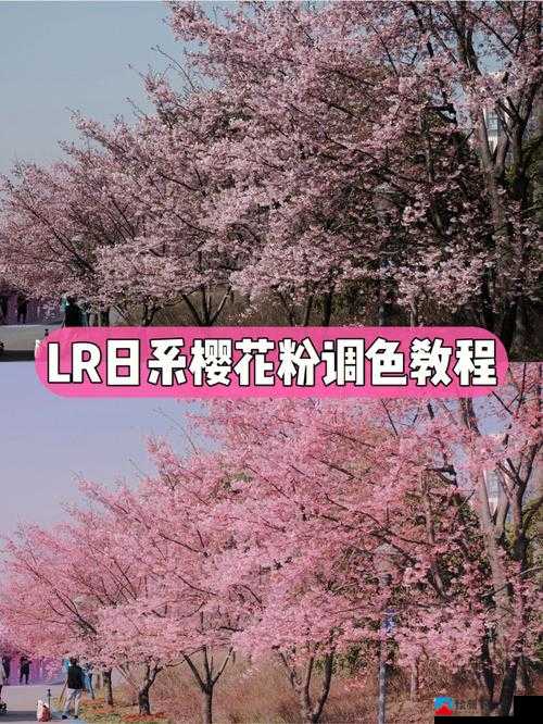 粉色水蜜桃和日本樱花的区别：口感与观赏价值